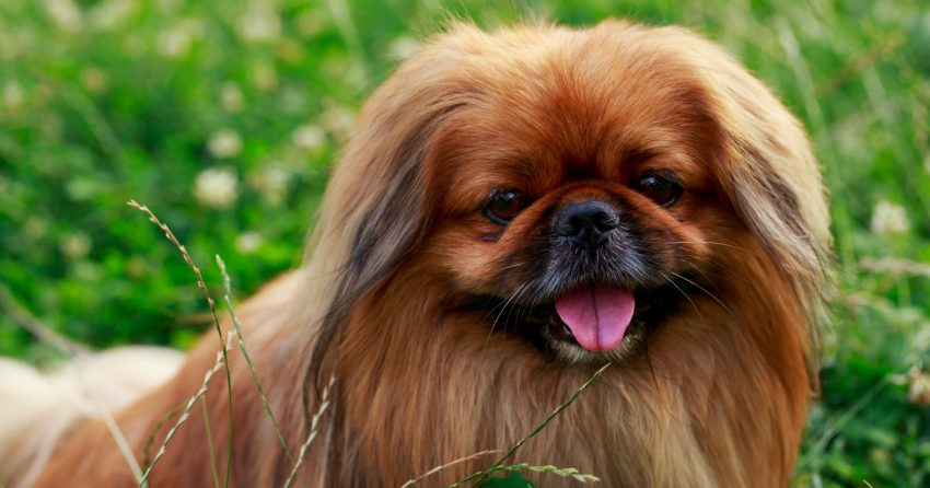 They are definitely one of the most majestic small breeds, but are Pekingese hypoallergenic dogs? Read on to discover the answer!