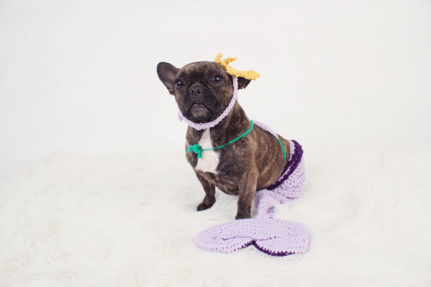 Searching the seven seas for magical mermaid dog names? Your journey ends here! We have 90 for both mermaids and mermen pups! Check them out!
