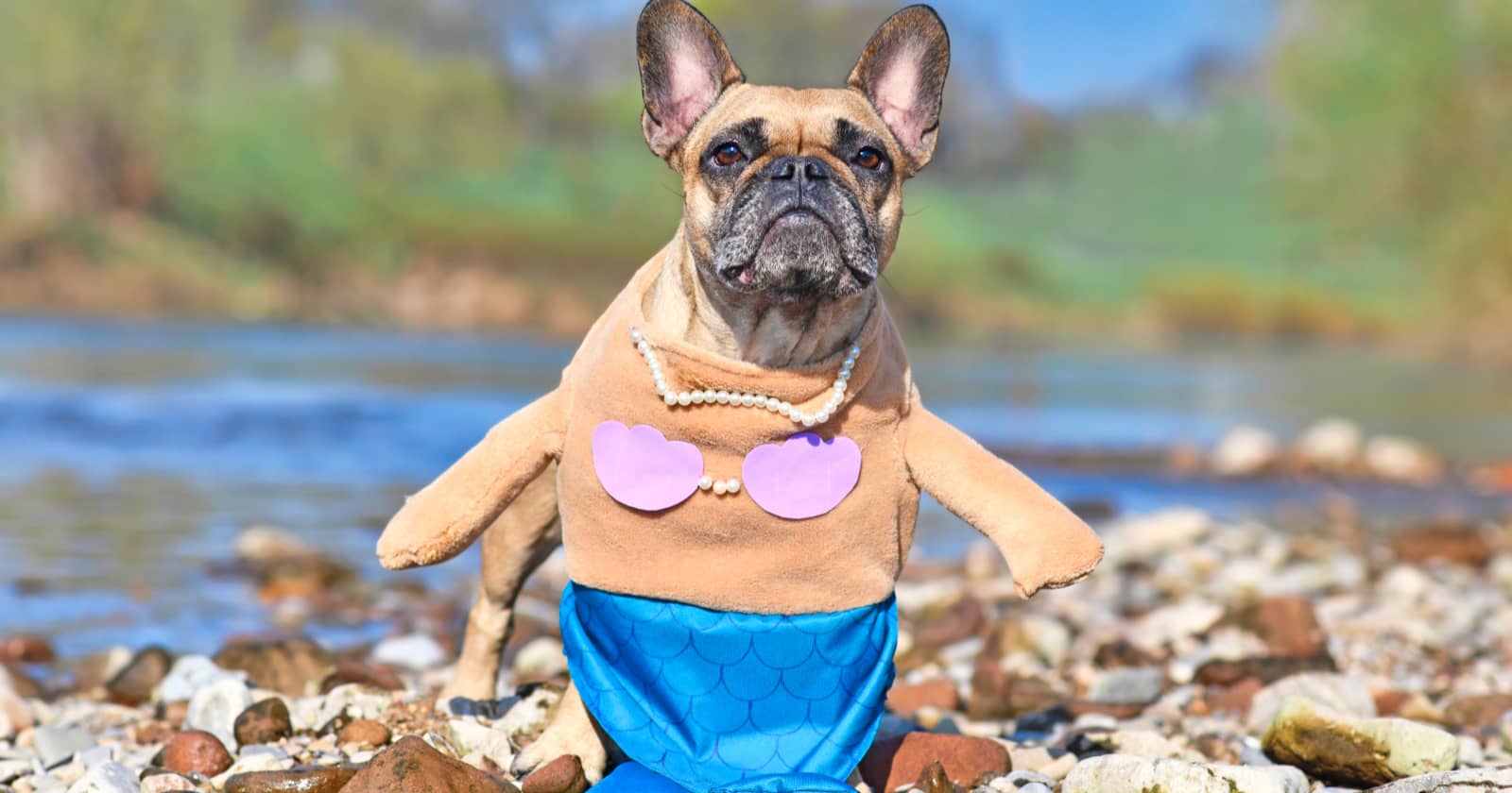 mermaid dog stuffed animal
