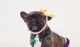 Searching the seven seas for magical mermaid dog names? Your journey ends here! We have 90 for both mermaids and mermen pups! Check them out!