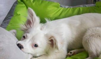 If you looking to buy personalized dog beds for your pup, you've come to the right place. Learn what to look for in one, plus check out our 5 favorites.