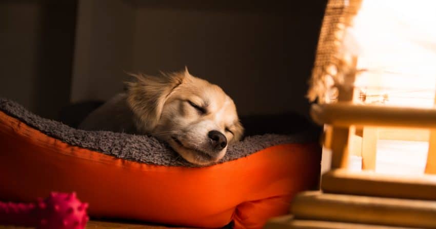 If you looking to buy personalized dog beds for your pup, you've come to the right place. Learn what to look for in one, plus check out our 5 favorites.