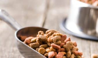 If you're wondering if Petmate Automatic Feeders are reliable, our reviews will help you find out! Read on to learn about the top 5 models.