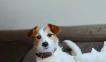 Will staying at home undo all of our hard work when it comes to dealing with separation anxiety in dogs? Read on to find out the answer.