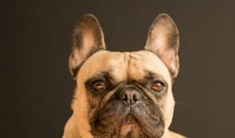 When you know the signs your dog is spoiled, you can fix the problem. Read on to learn the top three and what to do about it!