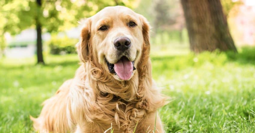 On the hunt for some clever Golden Retriever dog names? Then you'll love our list! Check out 100 adorable ideas that we love!