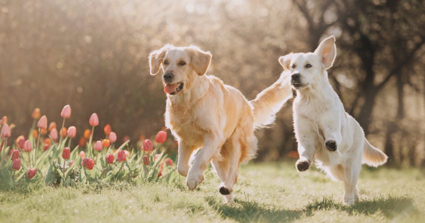 On the hunt for some clever Golden Retriever dog names? Then you'll love our list! Check out 100 adorable ideas that we love!