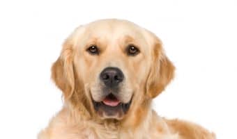 On the hunt for some clever Golden Retriever dog names? Then you'll love our list! Check out 100 adorable ideas that we love!