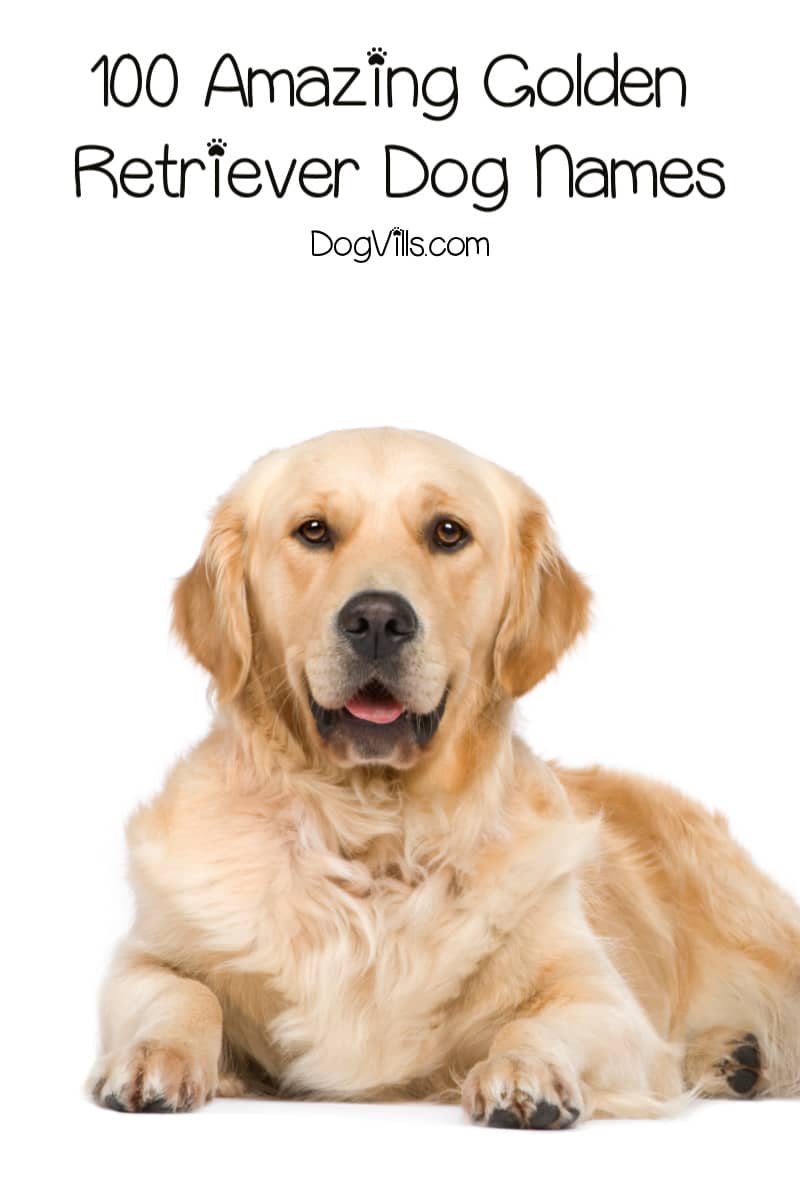 Girl Names For Golden Retriever Dogs ENBS Girl Names For Golden Retriever Dogs ENBS