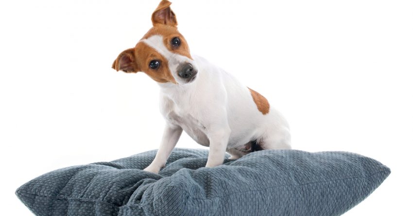 Yes, there really is a difference between orthopedic vs. memory foam dog beds. Read on to learn what it is, plus check out our favorites from each category!