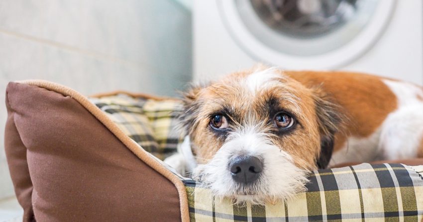 Wondering, "Does my dog need a bed?" Find out the answer!