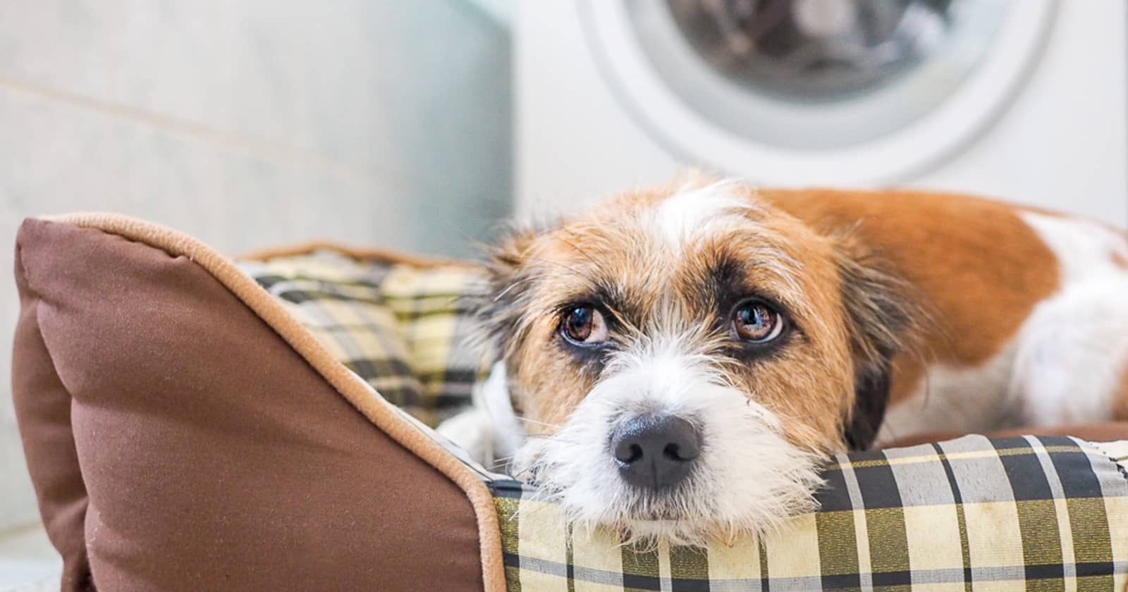 Orthopedic vs Memory Foam Dog Beds Are They Really Different? DogVills