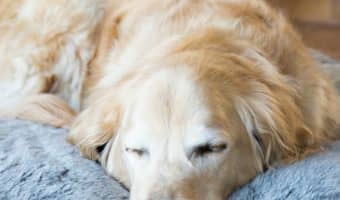 Yes, there really is a difference between orthopedic vs. memory foam dog beds. Read on to learn what it is, plus check out our favorites from each category!