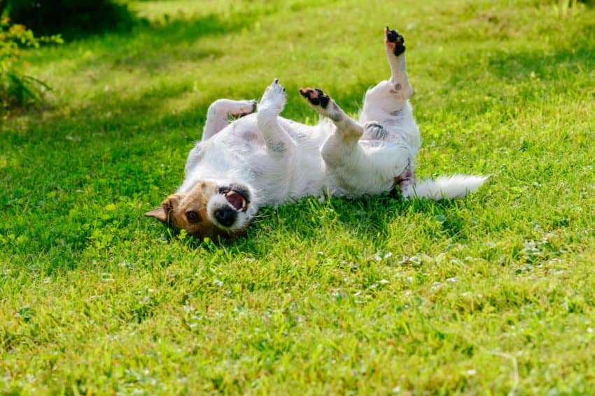 Why do dogs roll in the grass? Is it normal or something to worry about? Read on to find out the answers to this odd dog behavior.