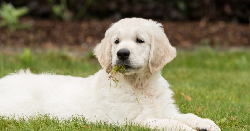 Why do dogs roll in the grass? Is it normal or something to worry about? Read on to find out the answers to this odd dog behavior.