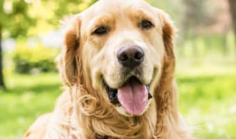 Why do dogs roll in the grass? Is it normal or something to worry about? Read on to find out the answers to this odd dog behavior.