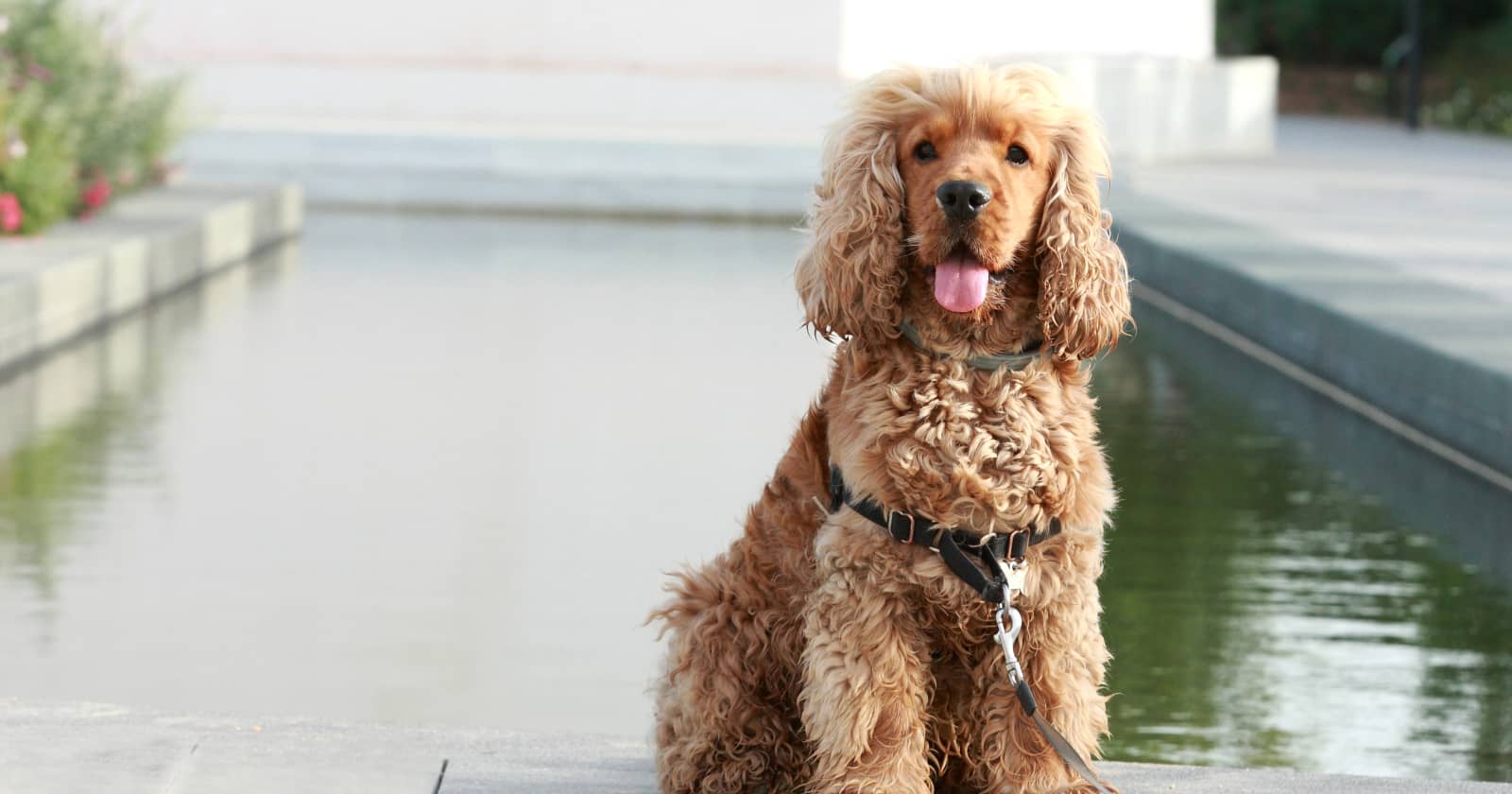 cocker spaniel non shedding