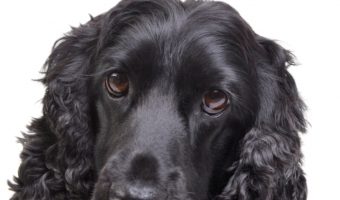 Are Cocker Spaniels hypoallergenic dogs? Let's see if they're as easy on our allergies as they are to fall in love with! Take a look!