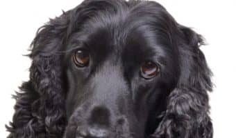Are Cocker Spaniels hypoallergenic dogs? Let's see if they're as easy on our allergies as they are to fall in love with! Take a look!