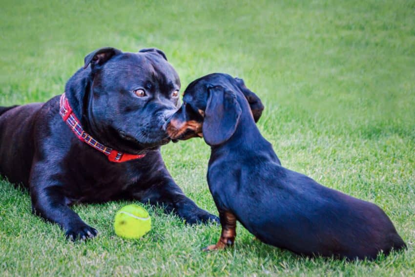 Have you ever heard about a Pitbull mixed with a Dachshund? Yes, they actually do exist. Here's everything you need to know about them, including potential health problems!
