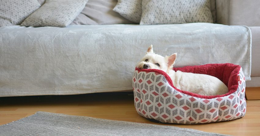 Does my dog need a bed? If I have multiple dogs, do they each need their own? How do I choose the best bed? Read on for all the answers!