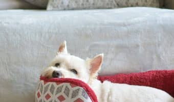 Does my dog need a bed? If I have multiple dogs, do they each need their own? How do I choose the best bed? Read on for all the answers!