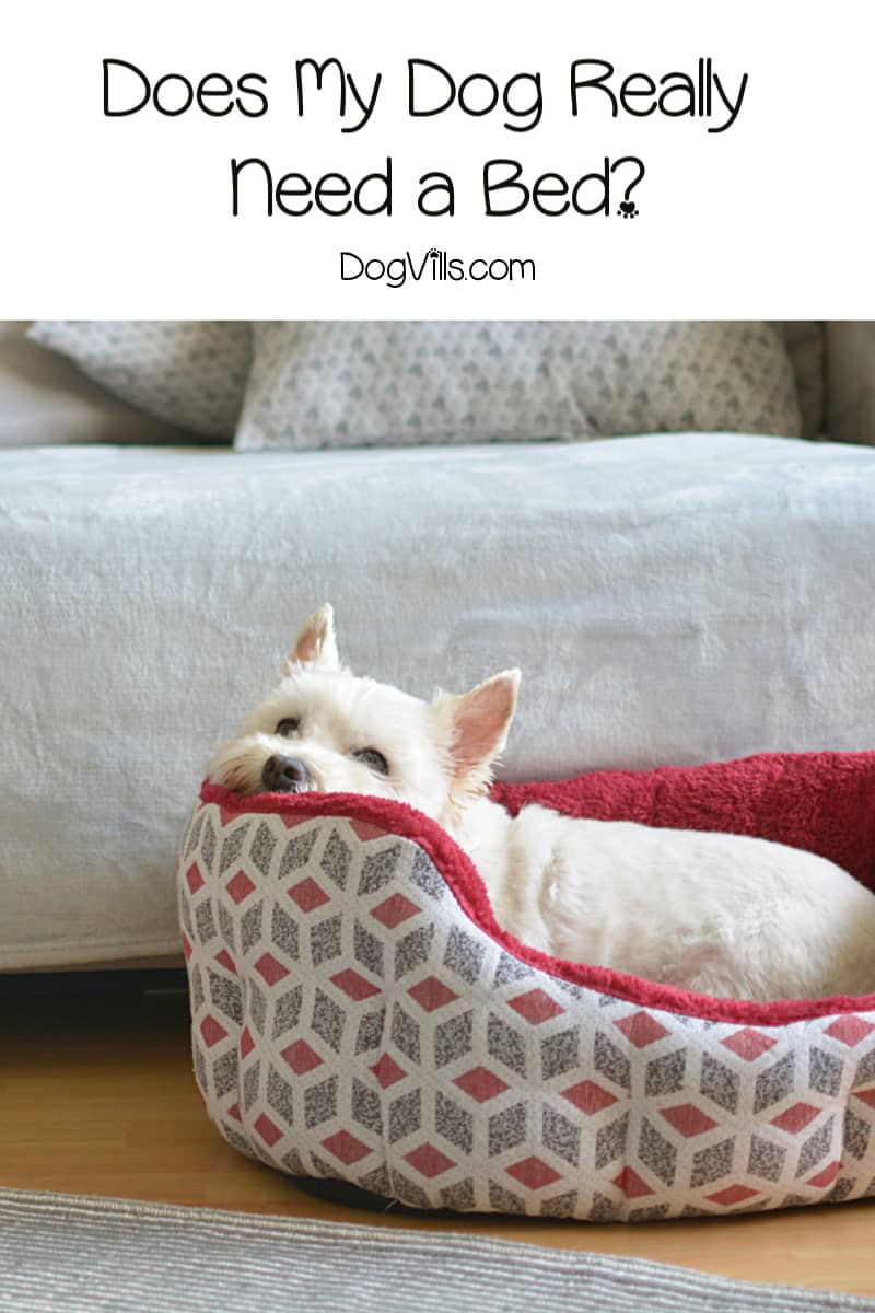 Do Dogs Really Need A Bed