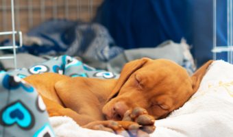 Are you wondering "does my dog need a bed in his crate?" How about a puppy? What else should go in a crate? Read on for all the answers!