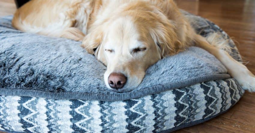 Wondering why your dog flips his bed over, carries it around, or does other strange things with it besides just sleep on it? Read on for the answers!