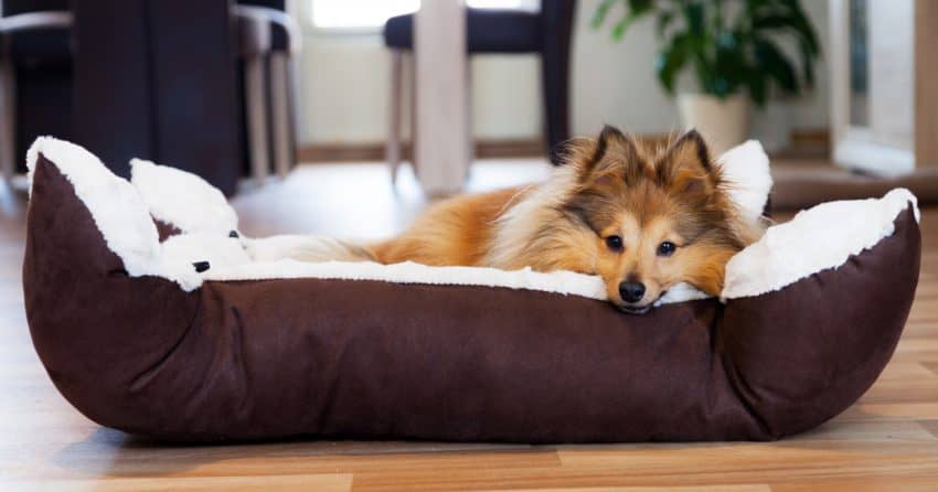 Wondering why your dog flips his bed over, carries it around, or does other strange things with it besides just sleep on it? Read on for the answers!