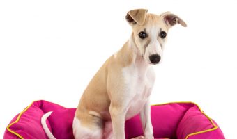 Wondering why your dog flips his bed over, carries it around, or does other strange things with it besides just sleep on it? Read on for the answers!