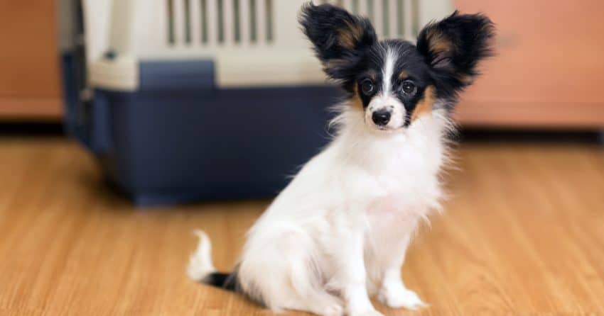 Are you wondering "does my dog need a bed in his crate?" How about a puppy? What else should go in a crate? Read on for all the answers!