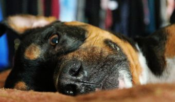 Thinking about adopting a pit bull mixed with a rottweiler, but not sure if it's the right mix for you? Read on for a complete guide to the pittweiler!