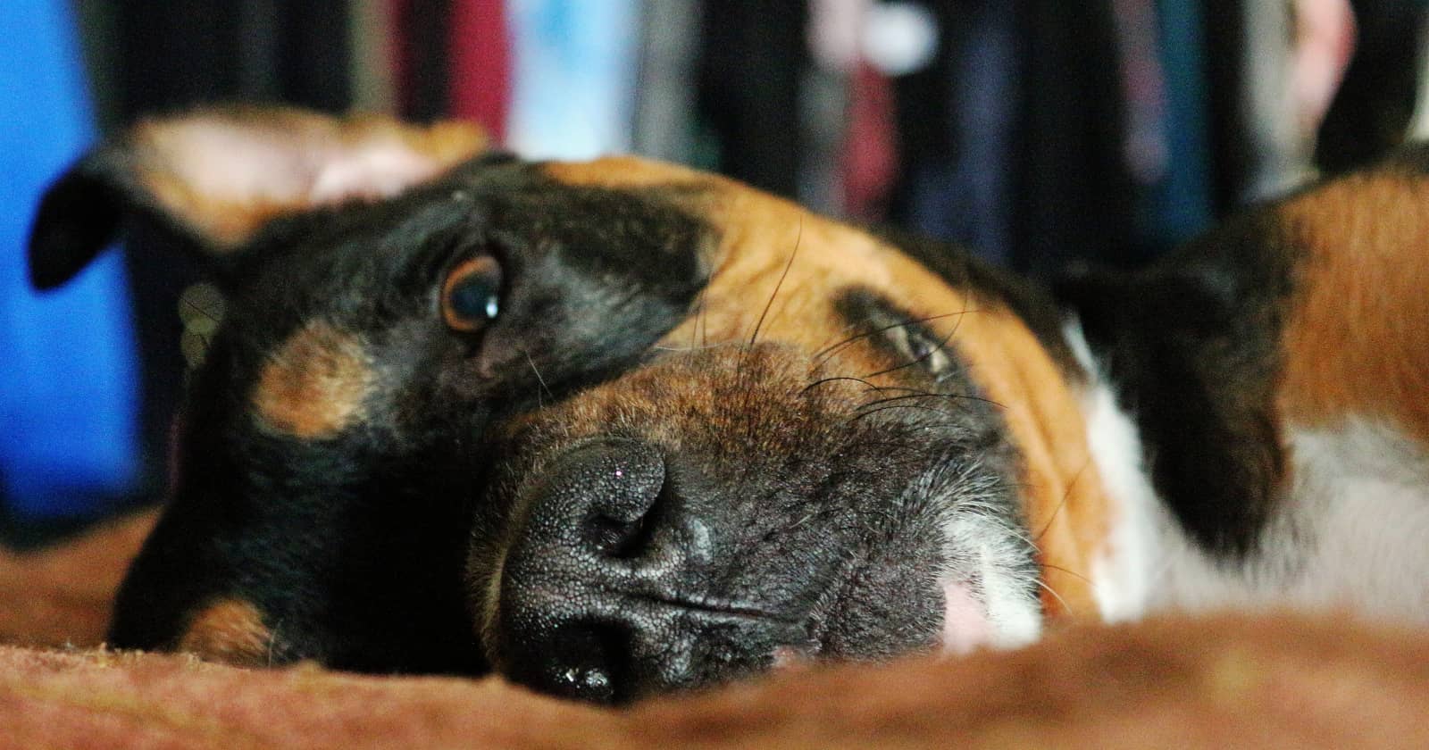 Pitbull Mix With A Rottweiler Pit Bull Rottweiler Mix: All About the Adorable Pitweiler - DogVills