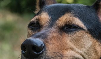 Thinking about adopting a pit bull mixed with a rottweiler, but not sure if it's the right mix for you? Read on for a complete guide to the pittweiler!