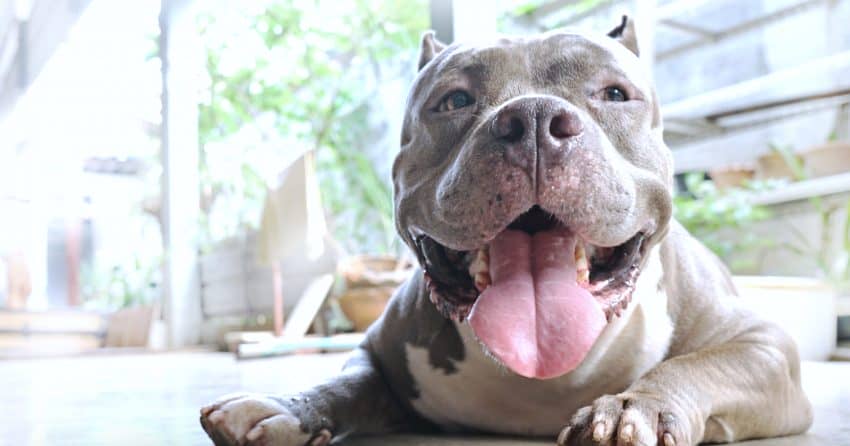How to Know If My Pitbull Will Make a Good Therapy Dog?