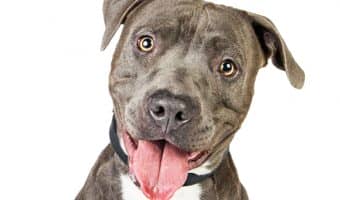If you're looking for strong dog names for pitbulls, we've got you covered! These 100 ideas are every bit as mighty as the breed itself! Take a look!