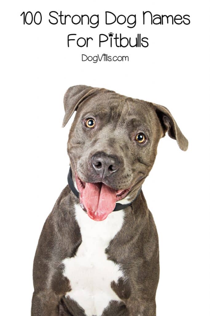 100 Strong Dog Names For Pitbulls - DogVills 100 Strong Dog Names For Pitbulls - DogVills