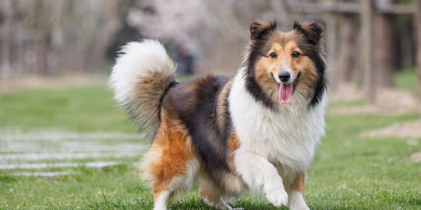 Shetland Sheepdog
