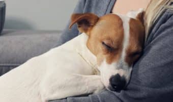 If you're searching for the right words to soothe a friend's pain over losing a furry friend, these pet sympathy messages are a great start.