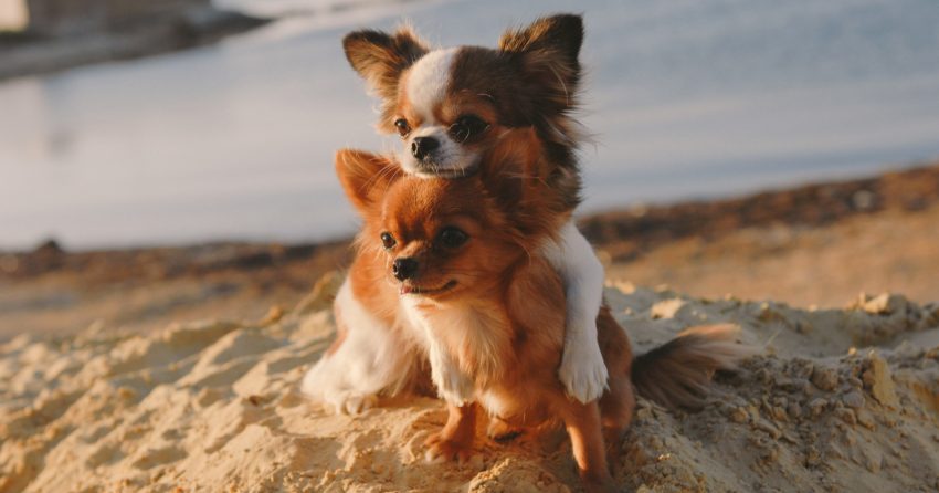 Are Chihuahuas Hypoallergenic Dogs?

