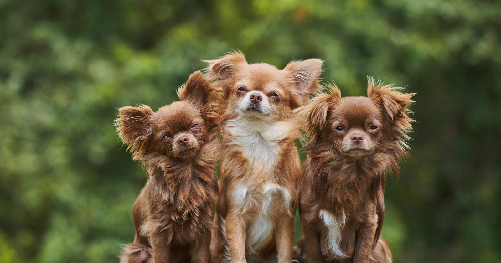 Are Chihuahuas Hypoallergenic Dogs? DogVills