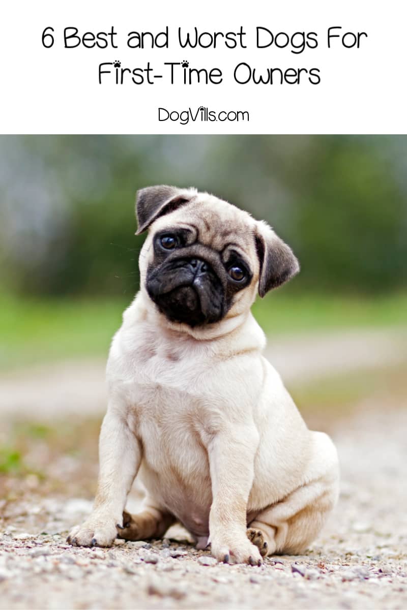 6 Best and Worst Dogs For FirstTime Owners DogVills