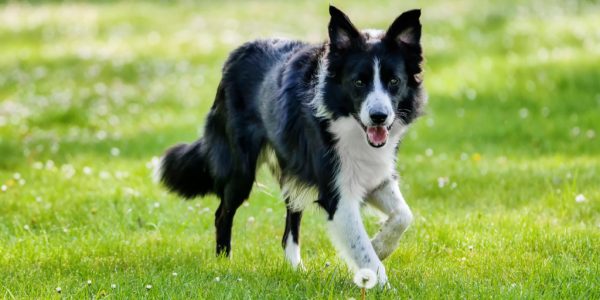 border collie standing in a green field