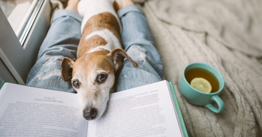 Chronic kidney failure is a degenerative condition, but it can be managed. Read on to learn more and how to keep a dog with kidney failure comfortable.