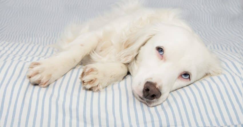 Chronic kidney failure is a degenerative condition, but it can be managed. Read on to learn more and how to keep a dog with kidney failure comfortable.