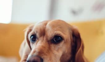 Chronic kidney failure is a degenerative condition, but it can be managed. Read on to learn more and how to keep a dog with kidney failure comfortable.