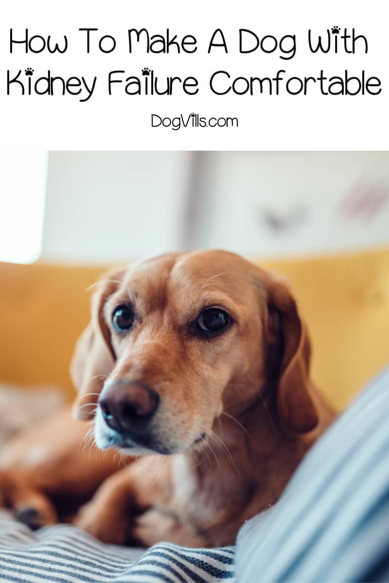 what can you do for a dog with kidney failure