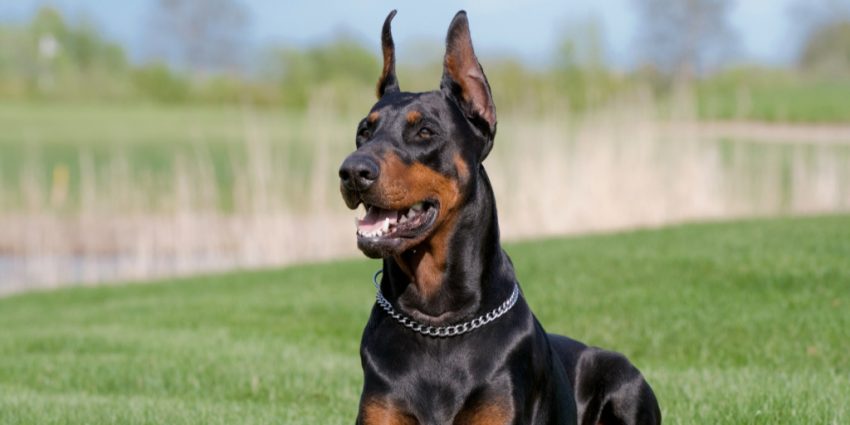 Doberman, one of the smartest dog breeds according to trainability