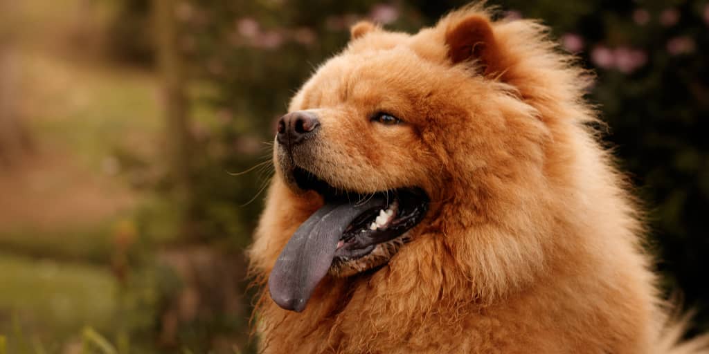 aloof dog breeds aloof dog breeds